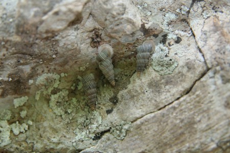 Cochlostoma hoyeri